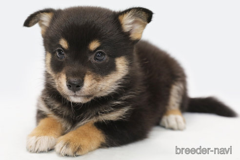 成約済の神奈川県のミックス犬-322557の1枚目